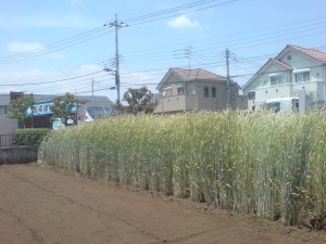 トラックが通るとバサバサと音を立てて揺れます